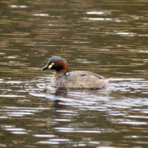 Tachybaptus novaehollandiae at Forde, ACT - 25 Oct 2020