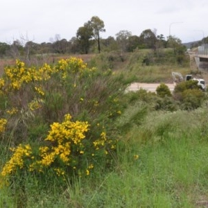 Cytisus scoparius subsp. scoparius at Sutton, NSW - 24 Oct 2020