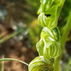 Hymenochilus bicolor (ACT) = Pterostylis bicolor (NSW) at Watson, ACT - suppressed