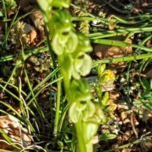 Hymenochilus bicolor (ACT) = Pterostylis bicolor (NSW) at Watson, ACT - suppressed