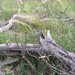 Dichelachne sp. (Plume Grasses) at The Pinnacle - 25 Oct 2020 by strigo