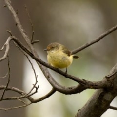 Acanthiza reguloides (Buff-rumped Thornbill) at Forde, ACT - 25 Oct 2020 by trevsci