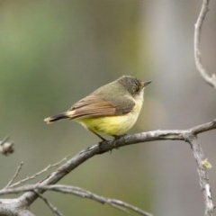 Acanthiza reguloides at Forde, ACT - 25 Oct 2020