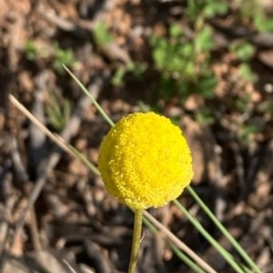 Craspedia variabilis at Griffith, ACT - 22 Oct 2020