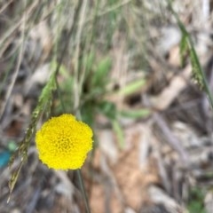 Craspedia variabilis at Griffith, ACT - 22 Oct 2020