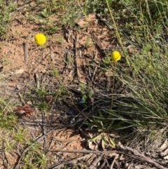 Craspedia variabilis at Griffith, ACT - 22 Oct 2020