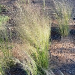 Austrostipa scabra (Corkscrew Grass, Slender Speargrass) at Griffith, ACT - 18 Oct 2020 by AlexKirk