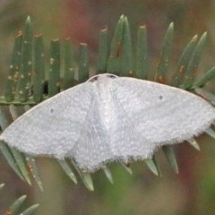 Poecilasthena thalassias (Sea-blue Delicate) at O'Connor, ACT - 25 Oct 2020 by ConBoekel