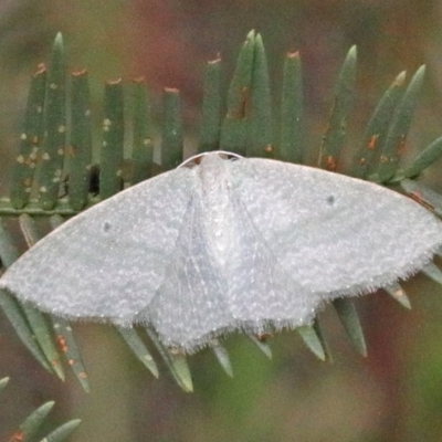 Poecilasthena thalassias (Sea-blue Delicate) at O'Connor, ACT - 25 Oct 2020 by ConBoekel