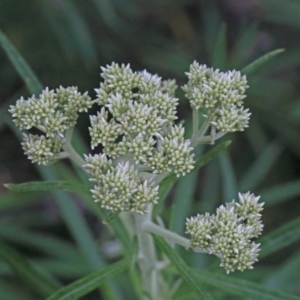 Cassinia longifolia at O'Connor, ACT - 25 Oct 2020