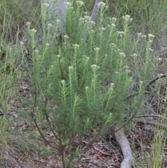 Cassinia longifolia at O'Connor, ACT - 25 Oct 2020