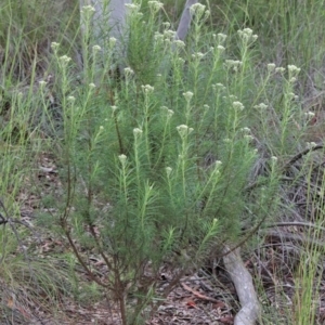 Cassinia longifolia at O'Connor, ACT - 25 Oct 2020