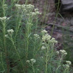 Cassinia longifolia at O'Connor, ACT - 25 Oct 2020