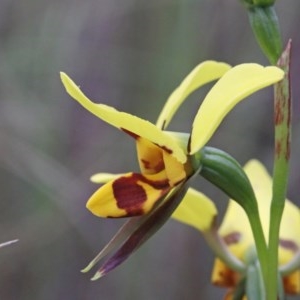 Diuris sulphurea at O'Connor, ACT - 25 Oct 2020