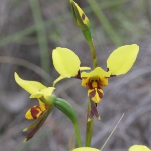 Diuris sulphurea at O'Connor, ACT - suppressed