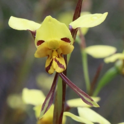 Diuris sulphurea (Tiger Orchid) at O'Connor, ACT - 25 Oct 2020 by ConBoekel