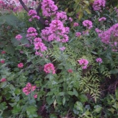 Centranthus ruber (Red Valerian, Kiss-me-quick, Jupiter's Beard) at Narrabundah, ACT - 24 Oct 2020 by L1234