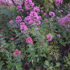 Centranthus ruber at Narrabundah, ACT - suppressed