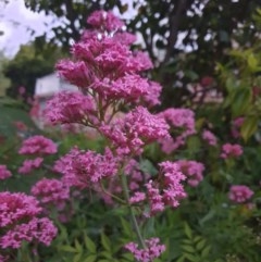 Centranthus ruber at Narrabundah, ACT - suppressed