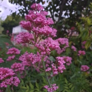 Centranthus ruber at Narrabundah, ACT - suppressed