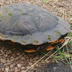 Chelodina longicollis (Eastern Long-necked Turtle) at Fyshwick, ACT - 25 Oct 2020 by Kmel