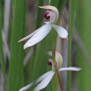 Caladenia cucullata at O'Connor, ACT - suppressed