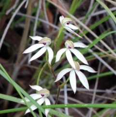 Caladenia cucullata at O'Connor, ACT - suppressed