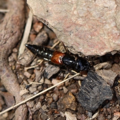 Thyreocephalus sp. (genus) (Rove beetle) at Quaama, NSW - 19 Oct 2020 by FionaG