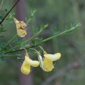 Cytisus scoparius subsp. scoparius at Dryandra St Woodland - 25 Oct 2020