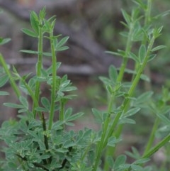 Cytisus scoparius subsp. scoparius at Dryandra St Woodland - 25 Oct 2020 02:00 PM