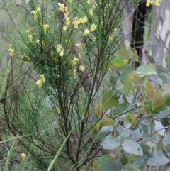 Cytisus scoparius subsp. scoparius at Dryandra St Woodland - 25 Oct 2020