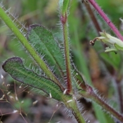 Silene gallica var. gallica at O'Connor, ACT - 25 Oct 2020