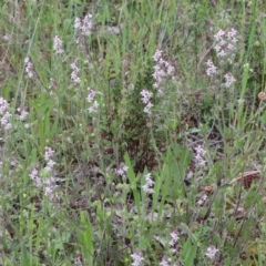 Silene gallica var. gallica at O'Connor, ACT - 25 Oct 2020