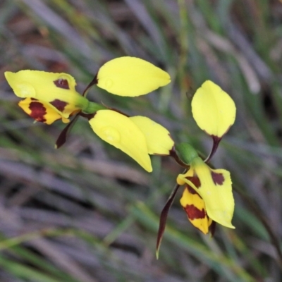 Diuris sulphurea (Tiger Orchid) at O'Connor, ACT - 25 Oct 2020 by ConBoekel