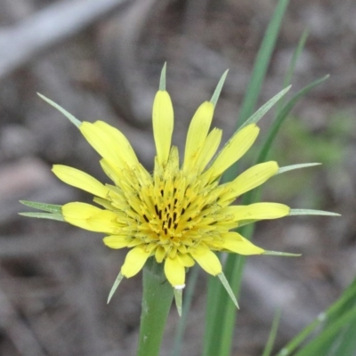 Tragopogon dubius (Goatsbeard) at O'Connor, ACT - 25 Oct 2020 by ConBoekel