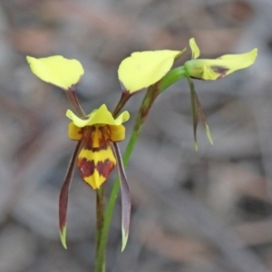 Diuris sulphurea at O'Connor, ACT - 25 Oct 2020