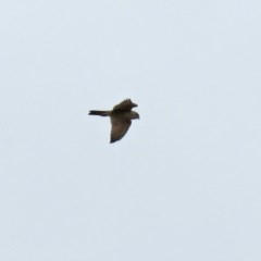 Falco berigora (Brown Falcon) at Macarthur, ACT - 25 Oct 2020 by RodDeb