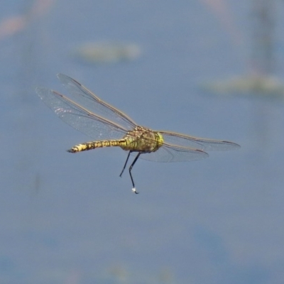 Anax papuensis (Australian Emperor) at Fyshwick, ACT - 23 Oct 2020 by RodDeb