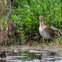 Gallinago hardwickii (Latham's Snipe) at Fyshwick, ACT - 23 Oct 2020 by RodDeb