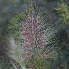 Austrostipa densiflora (Foxtail Speargrass) at O'Connor, ACT - 25 Oct 2020 by ConBoekel