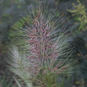 Austrostipa densiflora at O'Connor, ACT - 25 Oct 2020