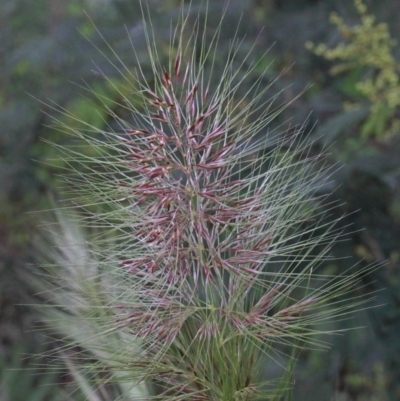 Austrostipa densiflora (Foxtail Speargrass) at O'Connor, ACT - 25 Oct 2020 by ConBoekel