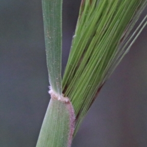 Austrostipa densiflora at O'Connor, ACT - 25 Oct 2020