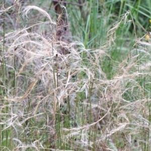 Austrostipa scabra at O'Connor, ACT - 25 Oct 2020