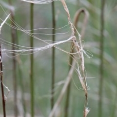 Austrostipa scabra at O'Connor, ACT - 25 Oct 2020