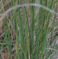 Austrostipa scabra at O'Connor, ACT - 25 Oct 2020