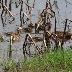 Anas superciliosa (Pacific Black Duck) at Fyshwick, ACT - 23 Oct 2020 by RodDeb