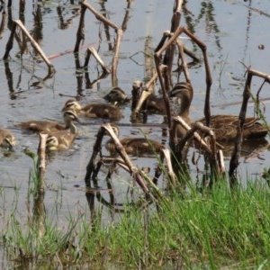 Anas superciliosa at Fyshwick, ACT - 23 Oct 2020