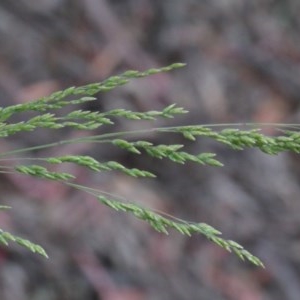 Poa sieberiana at O'Connor, ACT - 25 Oct 2020