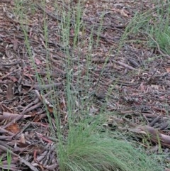 Poa sieberiana at O'Connor, ACT - 25 Oct 2020